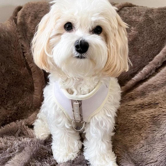 PETsRUS Premium No Pull Dog Harness 2 Leash Clips Ivory Snake Leather Neoprene - Picture 5 of 10